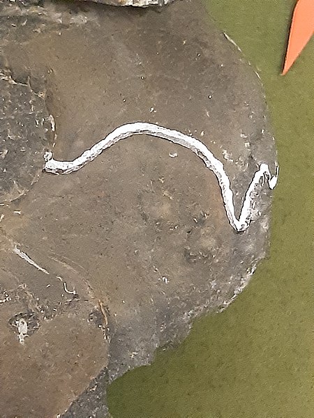 File:Ammonite Goniatites plebeiformis Goniatitic suture.jpg