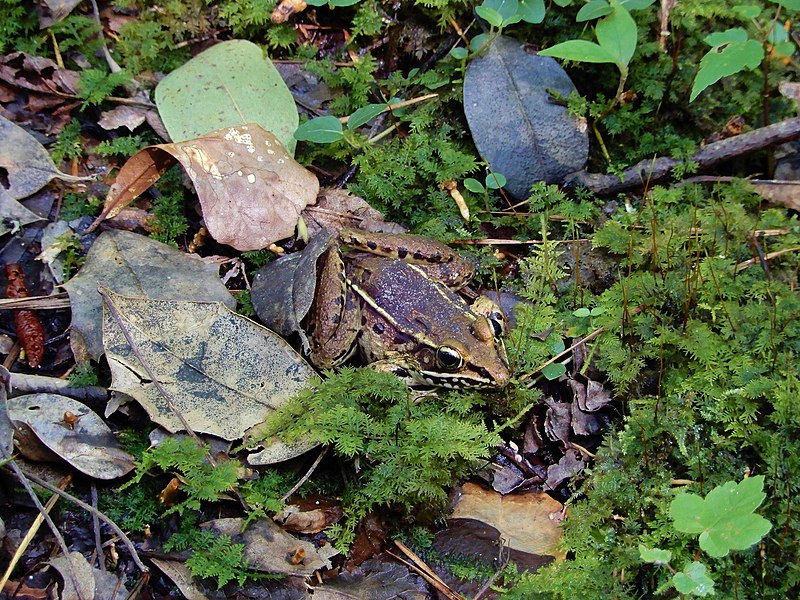 File:Amphibian southern leopard frog Goose Creek State Park Kristie Gianopulos (64).jpg