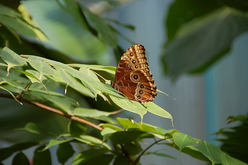 File:Amsterdam Zoo (3798554141).jpg