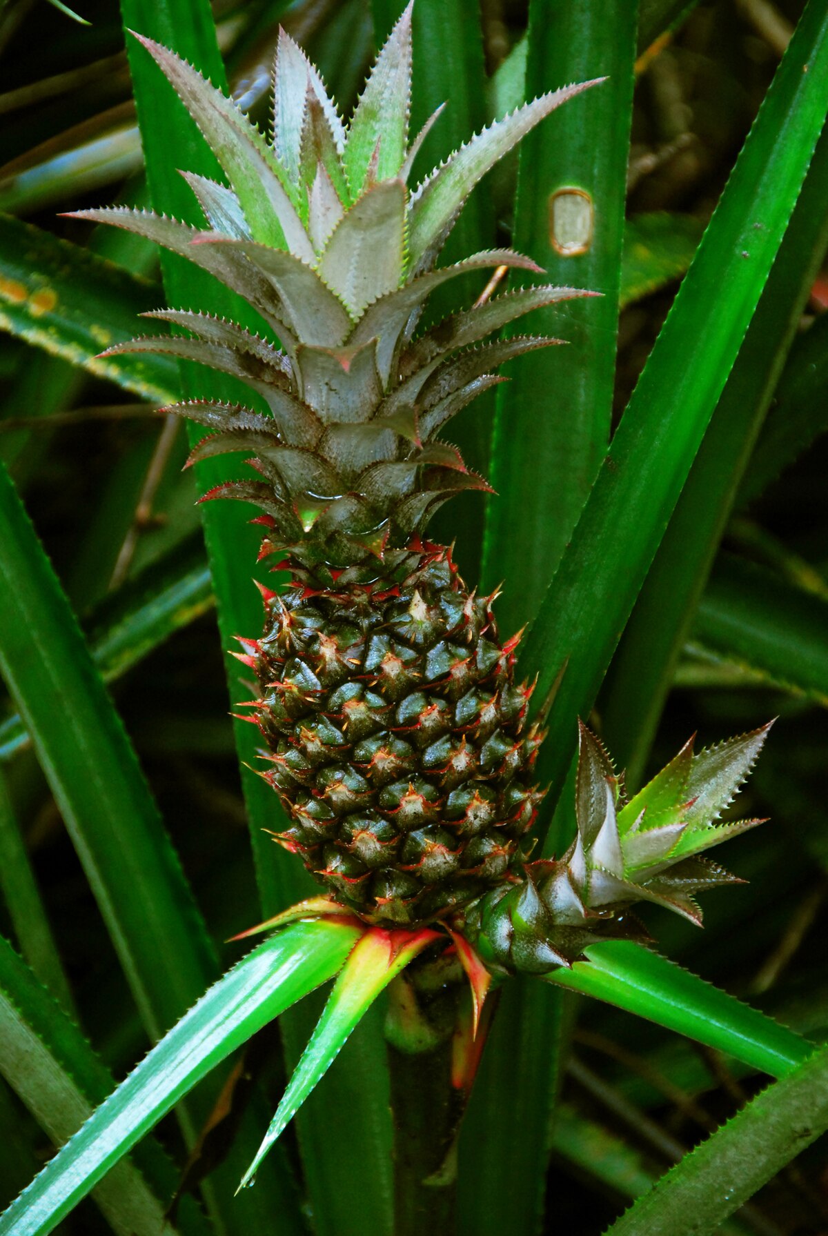 च त र Ananas Cosmosus Whaldener Endo Jpg व क प ड य