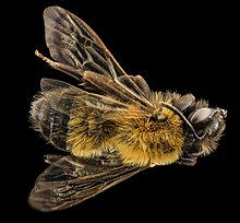 Andrena milwaukeensis, F, back, Hancock co., Brooklin 2014-01-06-14.56.25 ZS PMax (14019119016).jpg