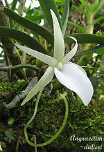 Thumbnail for List of Angraecum species