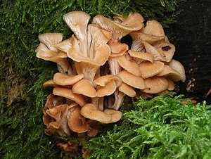 Anise counting (Lentinellus cochleatus)