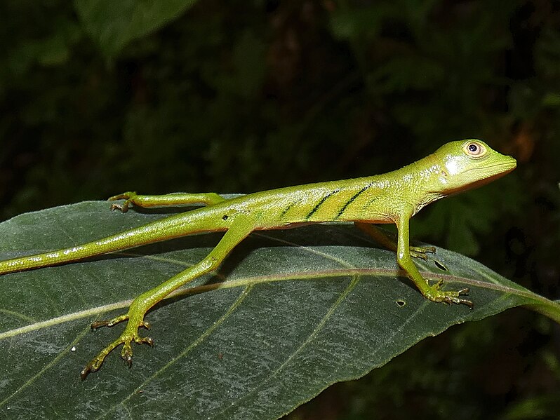 File:Anolis ibanezi from Cerro Gaital, Panama.jpg