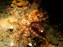 Antedon petasus, a feather star Antedon petasus 6989.jpg