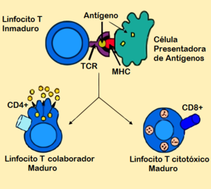 Resultado de imagen para linfocitos t