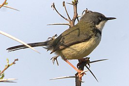 Halsbandapalis