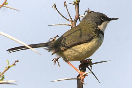 Apalis thoracica