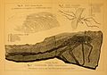 Apercu sur les insectes fossiles en general BHL14972922.jpg