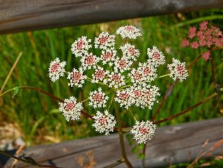 <i>Peucedanum cervaria</i> Species of flowering plant