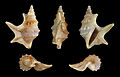 Five views of a shell of Aporrhais pespelecani, a species in the family Aporrhaidae