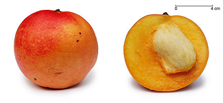 Apple mango and cross section edit1.jpg