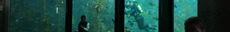 A scuba diver in the Kelp Forest exhibit at Monterey Bay Aquarium during a feeding presentation.