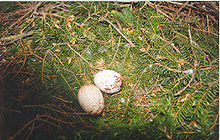 A two-egg clutch in nest Aquila pomarina nest with eggs.jpg