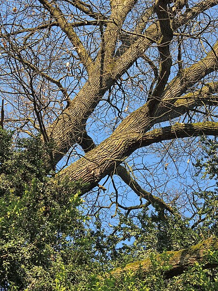 File:Arboretum Zürich 2014-03-19 17-21-41 (P7800).JPG