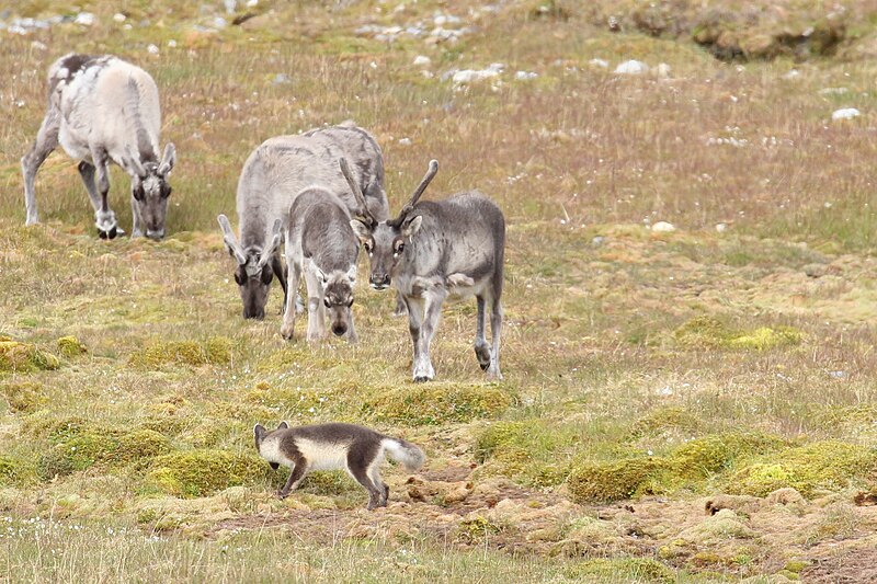 File:Arctic Fox in Alkhornet, Svalbard, Arctic (20095874740).jpg
