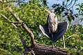 * Nomination Juvenile grey heron (Ardea cinerea) sunbathing --Alexis Lours 15:16, 22 April 2022 (UTC) * Promotion Good quality. --Peulle 11:27, 28 April 2022 (UTC)