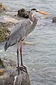 * Nomination A Great Blue Heron, Ardea herodias, standing on a rock on the side of a pier in St. Pete Beach, Florida. --Grendelkhan 22:59, 4 January 2019 (UTC) * Promotion Good quality. --Seven Pandas 01:47, 5 January 2019 (UTC)