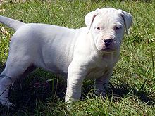 Dogo argentino - Wikipedia, la enciclopedia libre