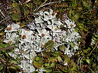 <i>Argyrotegium</i> Genus of flowering plants