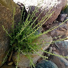 Rostlina vyrůstající na staré kamenné zdi