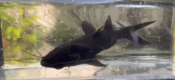 Asian upside down catfish.png