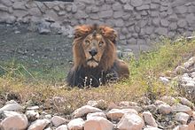 Asiatic lion Asiatic Lion in Lucknow Zoo.jpg