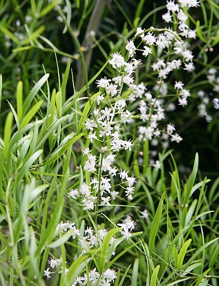 Asparagus falcatus