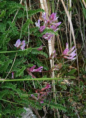 Astragalus monspessulanus 1.jpg