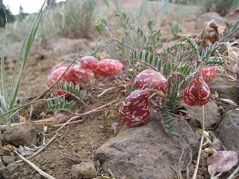 File:Astragalus whitneyi.JPG