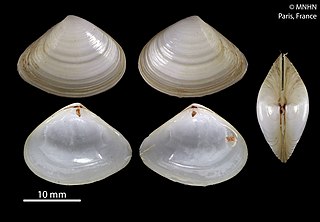 <span class="mw-page-title-main">Mesodesmatidae</span> Family of bivalves