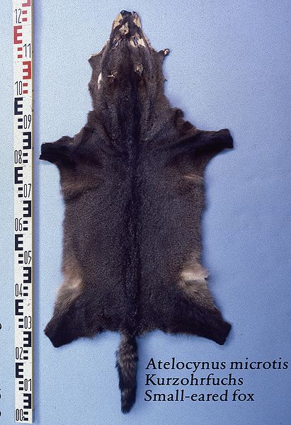 File:Atelocynus mecrotis (Small eared fox) fur skin.jpg