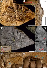 File:Ausichicrinites zelenskyyi gen. et sp. nov.jpg (Category:Comatulida fossils)