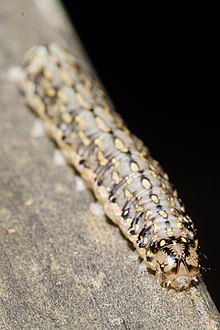 Larva of A. purpurea Austramathes purpurea 97901136.jpg