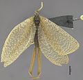 File:Austromerope brasiliensis dorsal view - ZooKeys-269-051-g001.jpeg