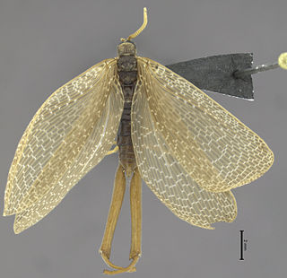 <i>Austromerope</i> Genus of insects