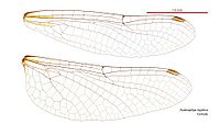 Austrophya mystica female wings (34895263132).jpg