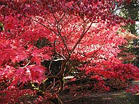 Autumn.westonbirt.750pix.jpg