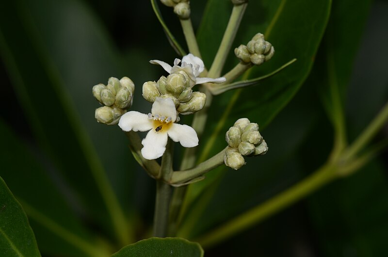 File:Avicennia germinans 1b1.jpg