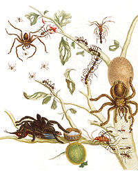 Fågelspindlar: Familj av spindeldjur