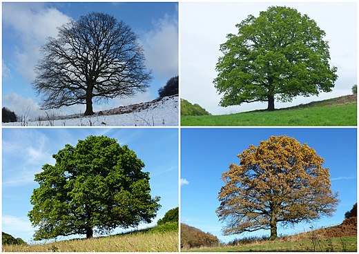 Four temperate and subpolar seasons: (above) winter, spring, (below) summer, autumn/fall