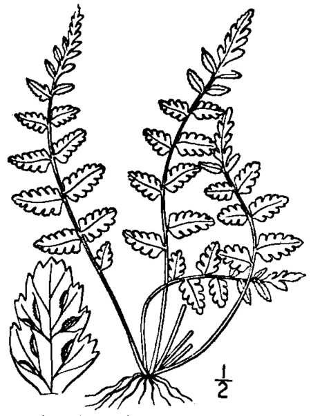 Tập_tin:BB-0068_Asplenium_bradleyi.png