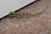 Baby gecko on pink carpet.JPG
