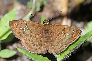 <i>Cogia</i> Genus of butterflies