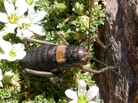 Baetica ustulata