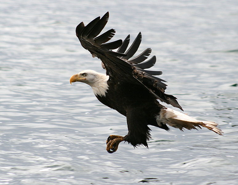 File:Bald eagle -a.jpg