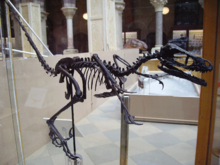 Restored skeleton in Oxford University Museum Bambiraptor2.png