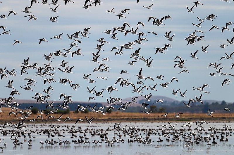 File:Banded Stilts and Red-necked Avocets (24388281362).jpg