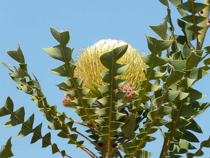 File:Banksia baxteri Bulli.jpg