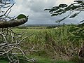 Barbados, Karibik - View from Gun Hill Signal Station - panoramio (2).jpg